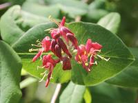 Жимолость альпийская (лат. Lonicera alpigena L.), семена