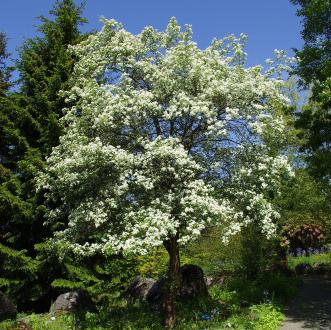 1200px-Crataegus_maximowiczii_ÖBG_2012-05-20_01