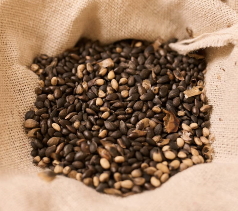 Как вырастить сосну горную из семян