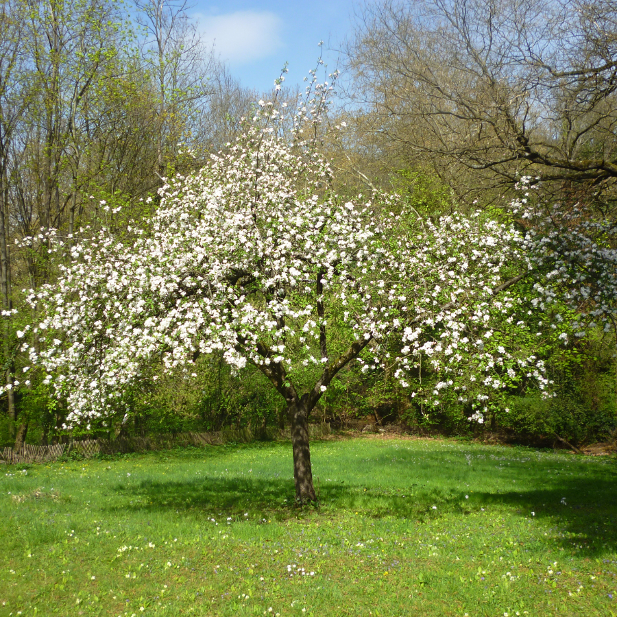 Яблоня среднеплодная полукультурка (лат. Malus hybride), семена