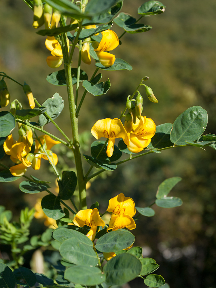 Пузырник древовидный (лат. Colutea arborescens), семена