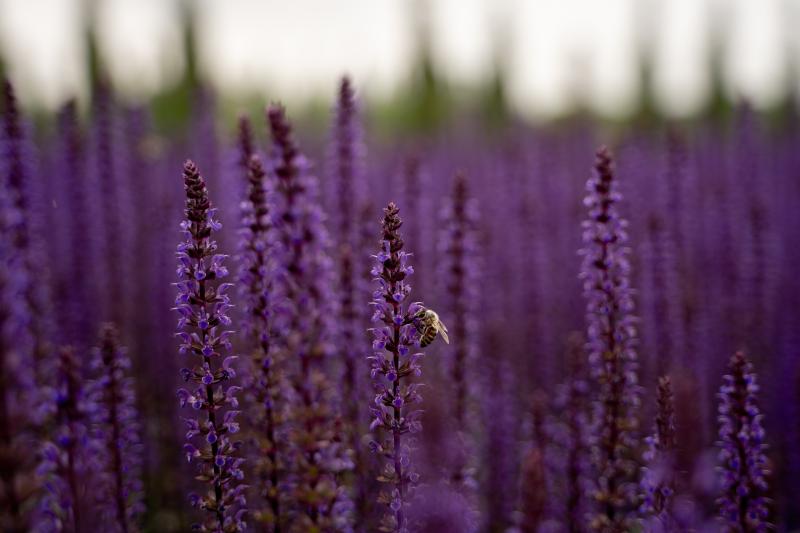 Жёлуди в парке Галицкого
