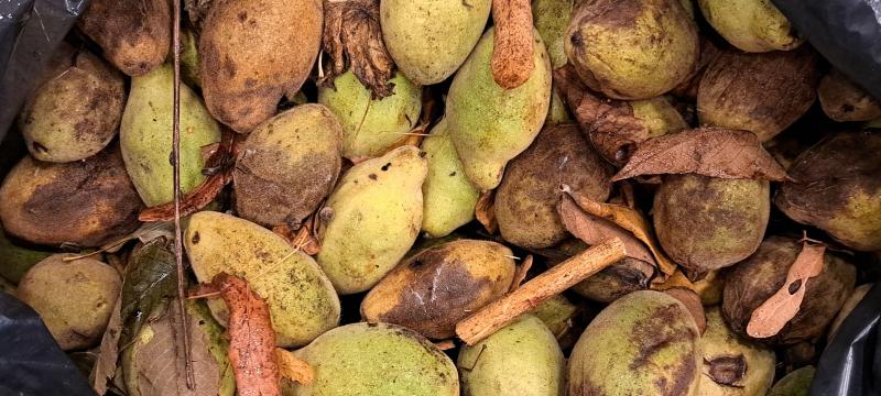 Сравниваем большие орехи	