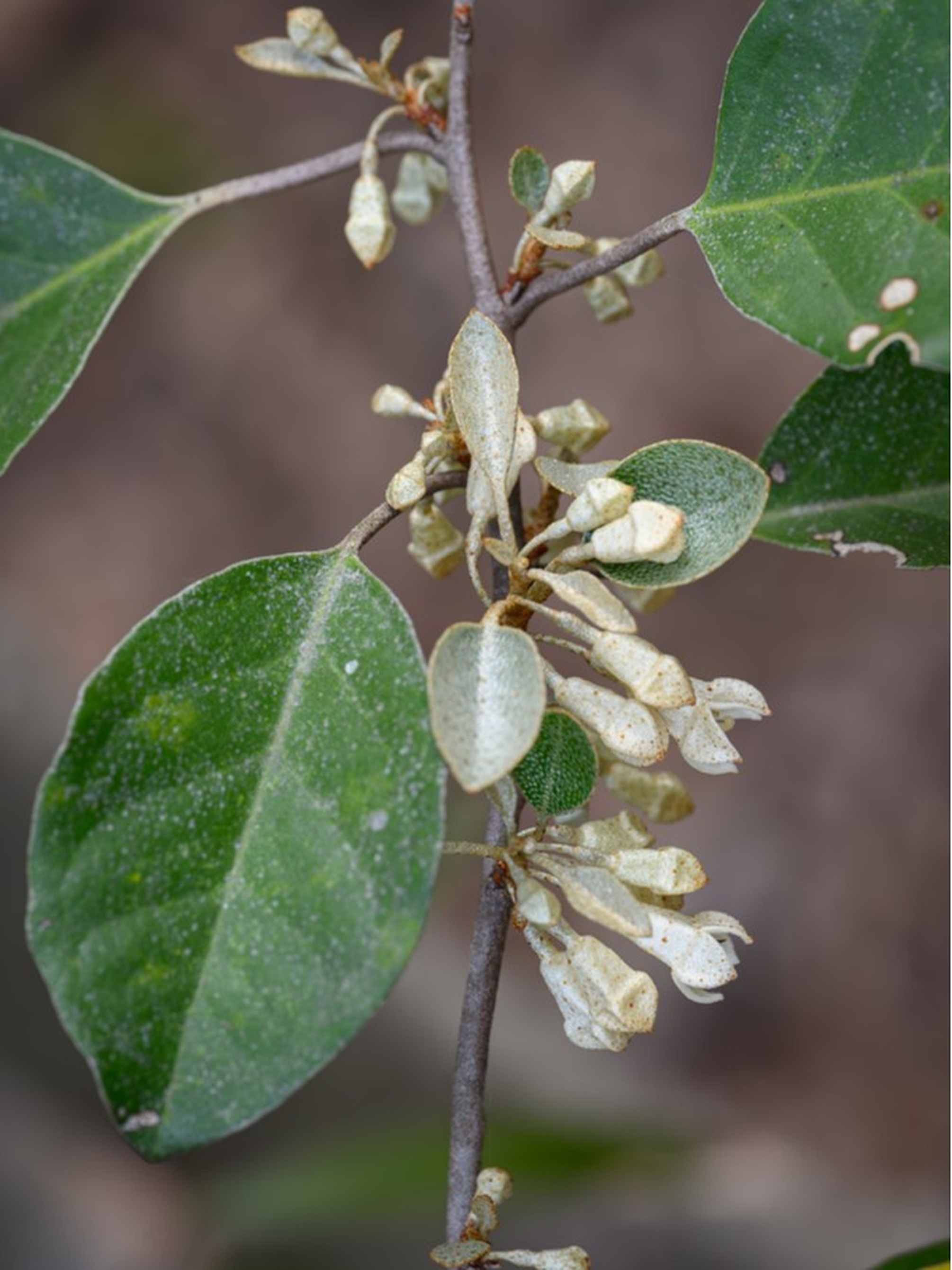 Лох крупнолистный (лат. Elaeagnus macrophylla), семена