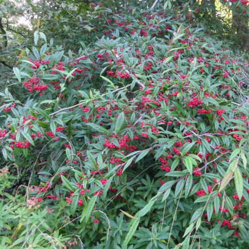 Кизильник иволистный (лат. Cotoneaster salicifolius), семена