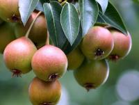 Груша уссурийская (лат. Pyrus ussuriensis), семена
