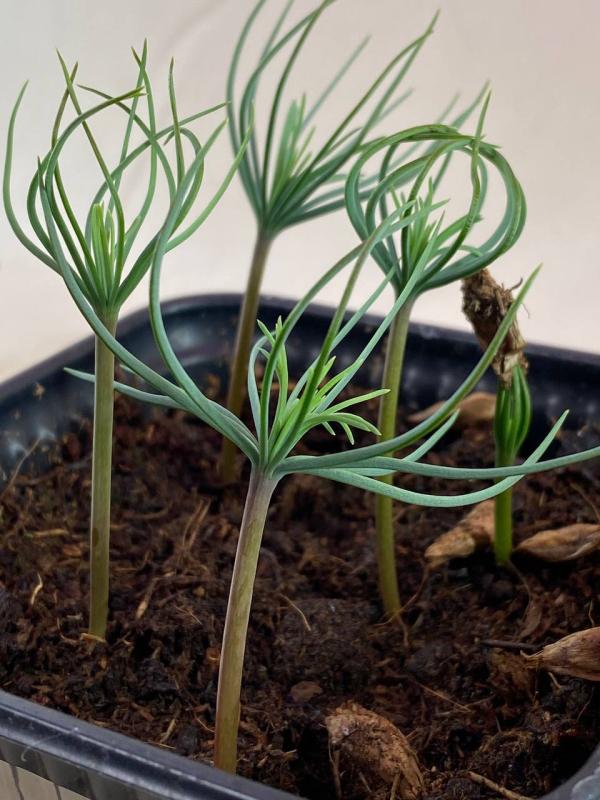 Тестирование семян кедра гималайского