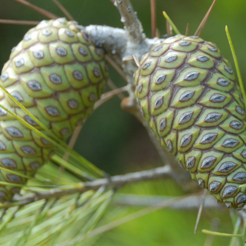 Сосна алеппская (лат. Pinus halepensis), семена
