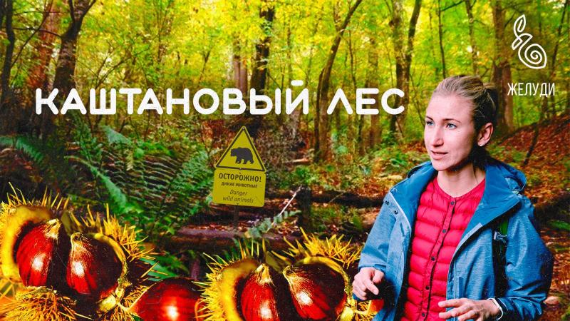 3 серия фильма "Субтропическая осень. Ботаническое путешествие в Сочинское Причерноморье"