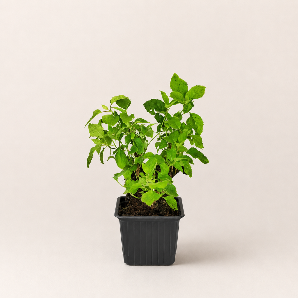 Гортензия древовидная Аннабель (лат. Hydrangea arborescens 'Annabelle')