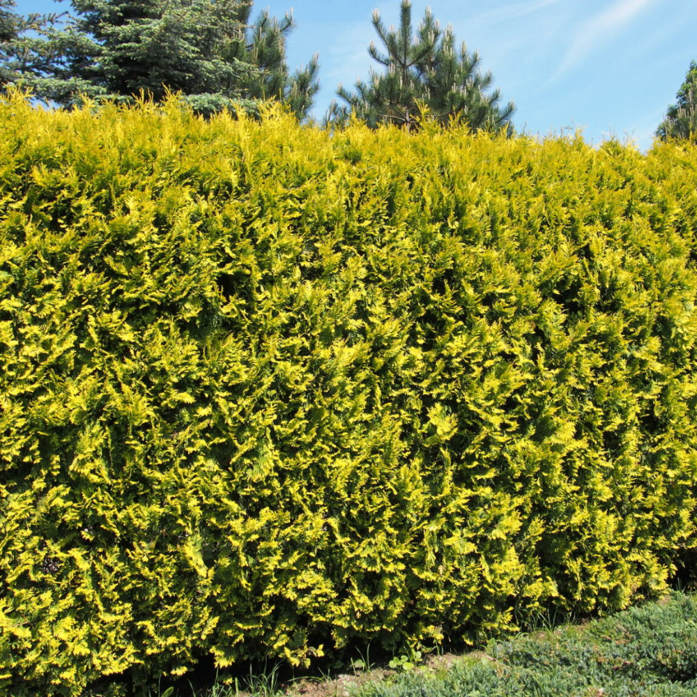 Туя западная Голден Брабант (лат. Thuja occidentalis 'Golden Brabant'), семена