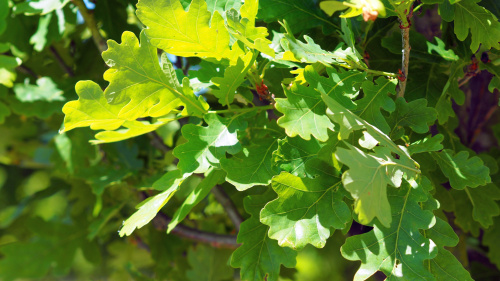 Дуб черешчатый (лат. Quercus robur) 10 шт, семена 