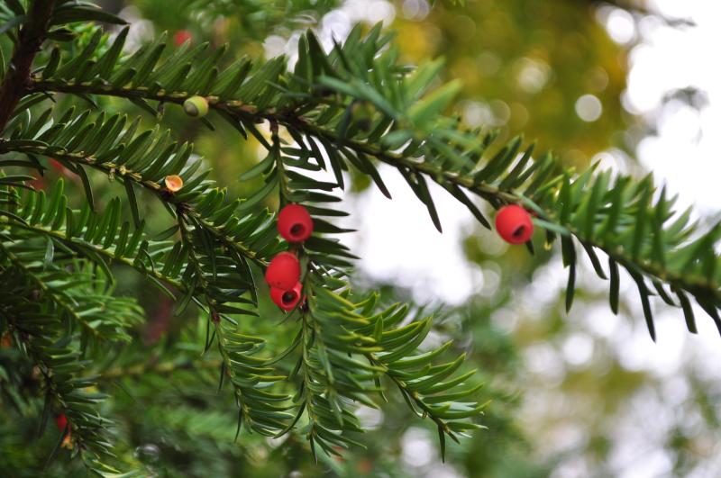 Тис ягодный - гигант из субтропического леса