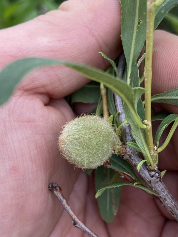 Миндаль низкий в середине лета