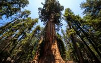 Секвойя вечнозеленая (лат. Sequoia sempervirens), семена 0,2 грамма