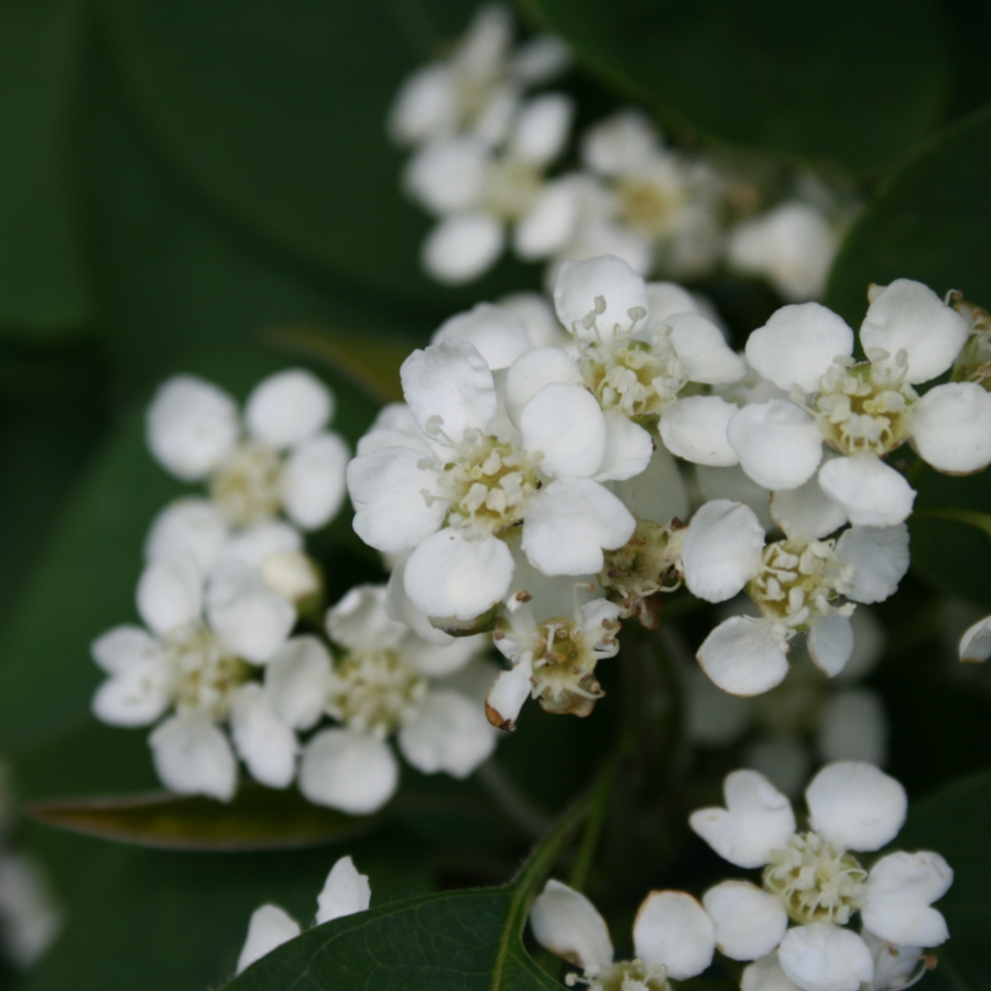 Кизильник многоцветковый (лат. Cotoneaster multiflorus), семена