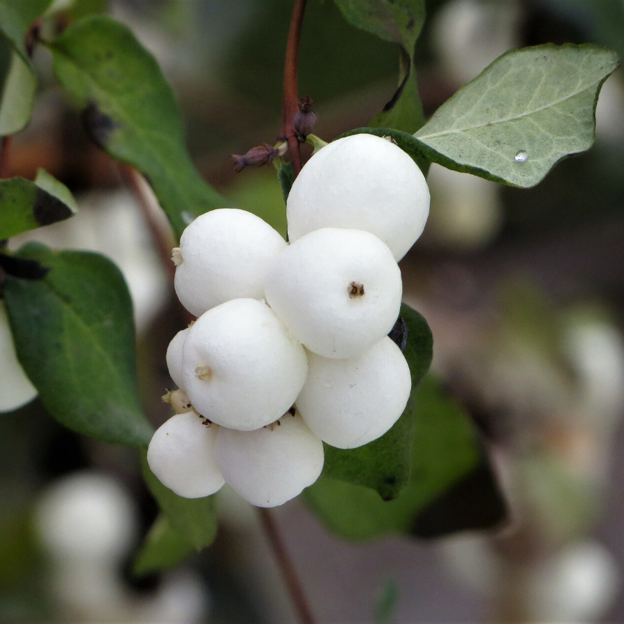 Снежноягодник белый (лат. Symphoricarpos albus), семена