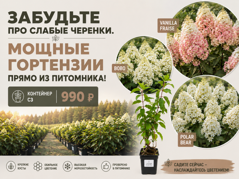 В продаже появились взрослые метельчатые гортензии из нашего питомника!