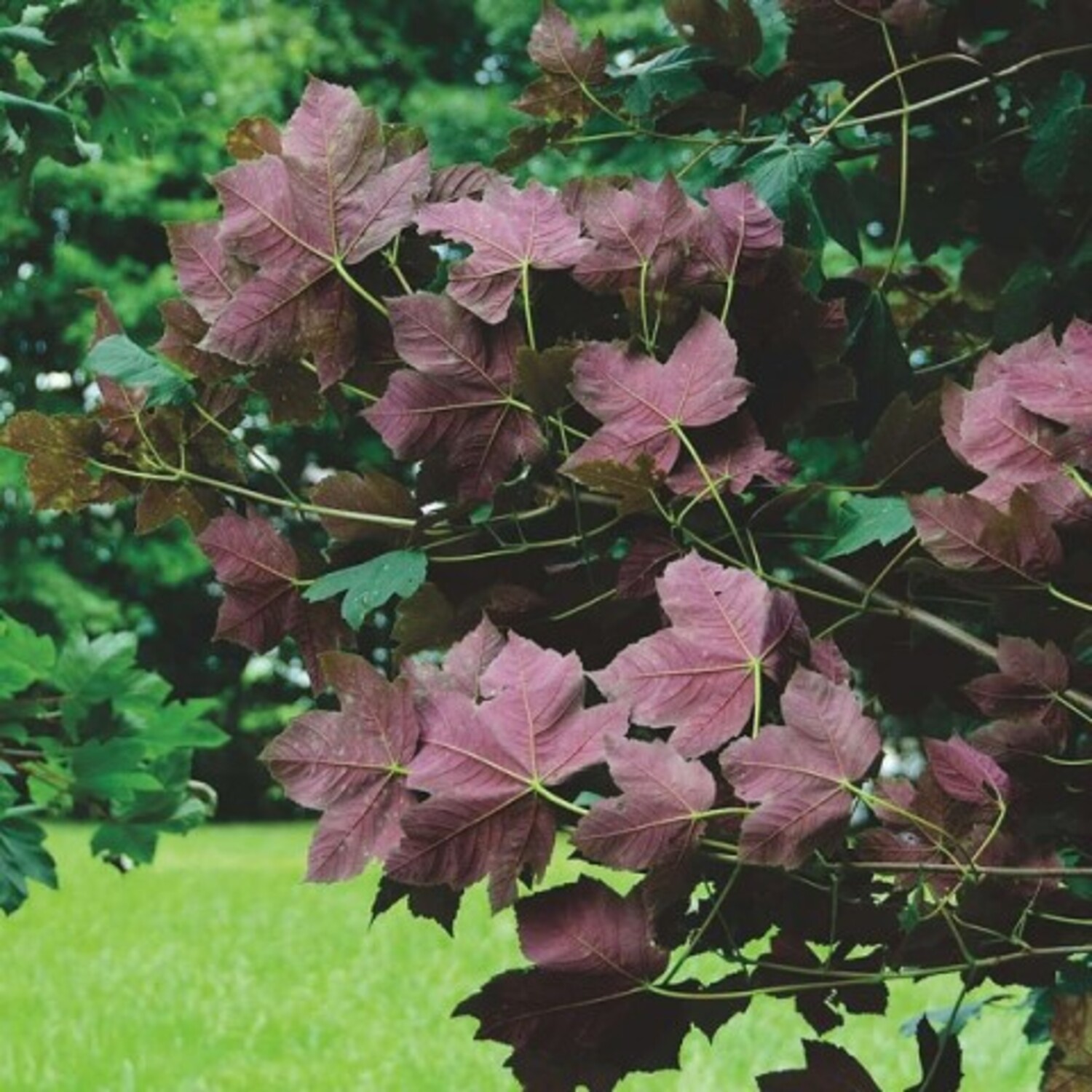 Клен ложноплатановый Атропурпуреум (лат. Acer pseudoplatanus "Atropurpureum"), семена