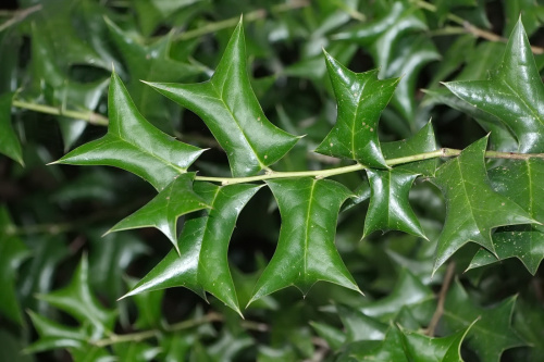 Падуб рогатый (лат. Ilex cornuta), семена