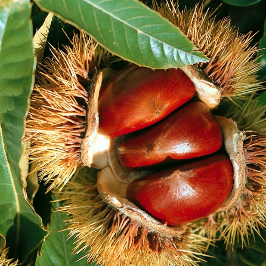Каштан посевной (лат. Castanea sativa) 10 шт, семена 