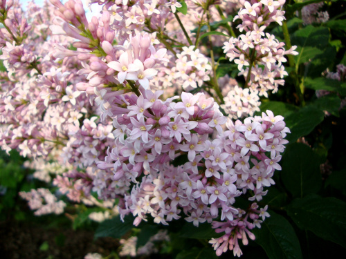 Сирень венгерская (лат. Syringa josikaea), семена