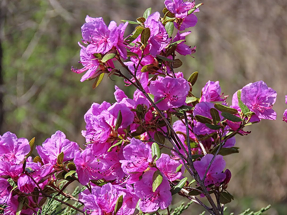 Рододендрон даурский гибридный Стаккато (лат. Rhododendron x dauricum) 0,05 грамм, семена