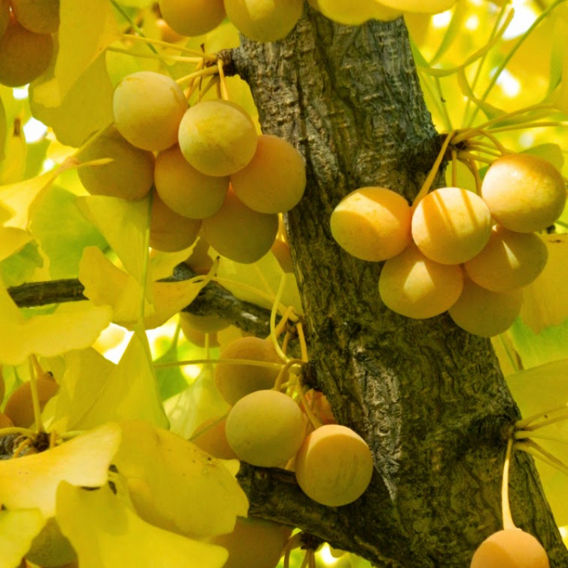 Гинкго Билоба Фастигиата Благон (лат. Ginkgo Biloba 'Fastigiata Blagon'), семена