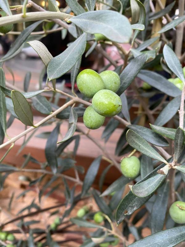 Новинки декабря уже доступны для заказа