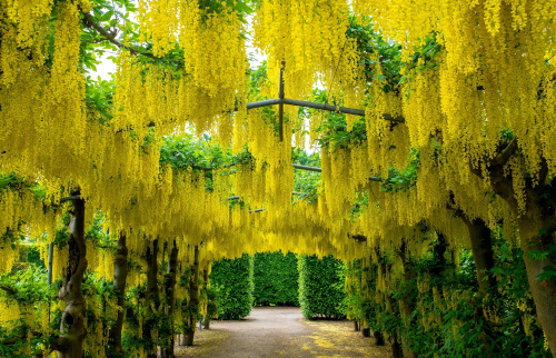 Бобовник анагировидный (лат. Laburnum anagyroides), семена