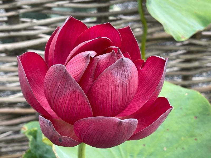 Свой ботанический сад на участке, или куда приводят мечты