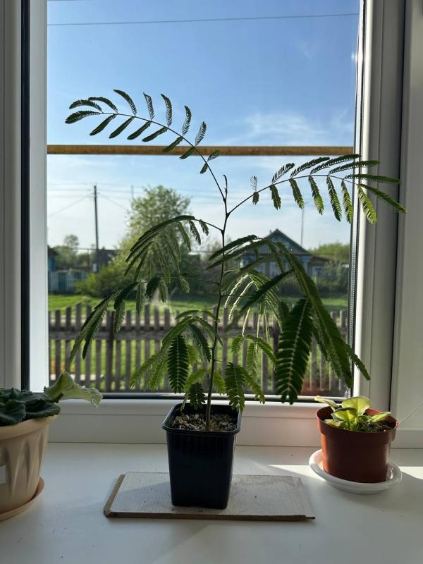 Легко ли вырастить альбицию ленкоранскую?