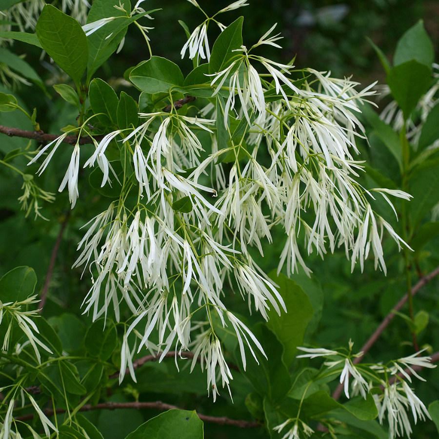 Снежноцвет виргинский или хионантус (лат. Chionanthus virginicus), семена