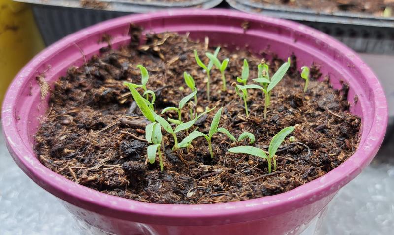 Целебная "тибетская ягода" на подмосковной даче