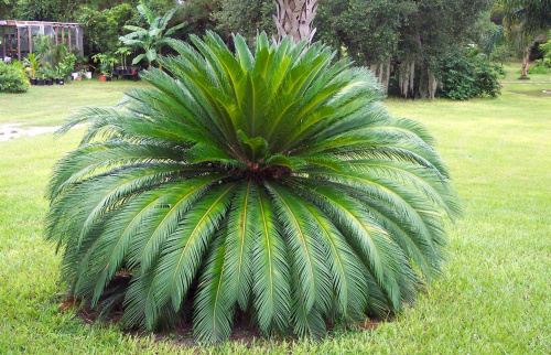 Саговник поникающий (лат. Cycas revoluta), семена 3 штуки