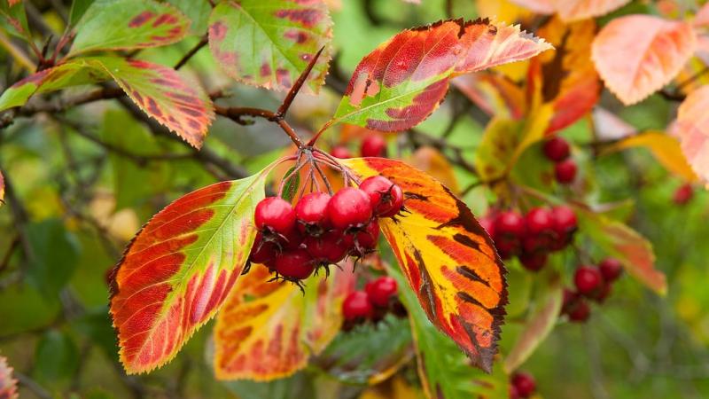 Лучшие растения для живых изгородей