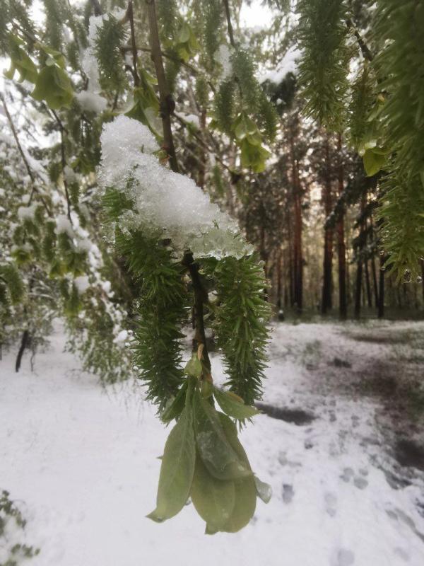 Снежный май. Как растения на тестовом участке Жёлуди пережили природный катаклизм