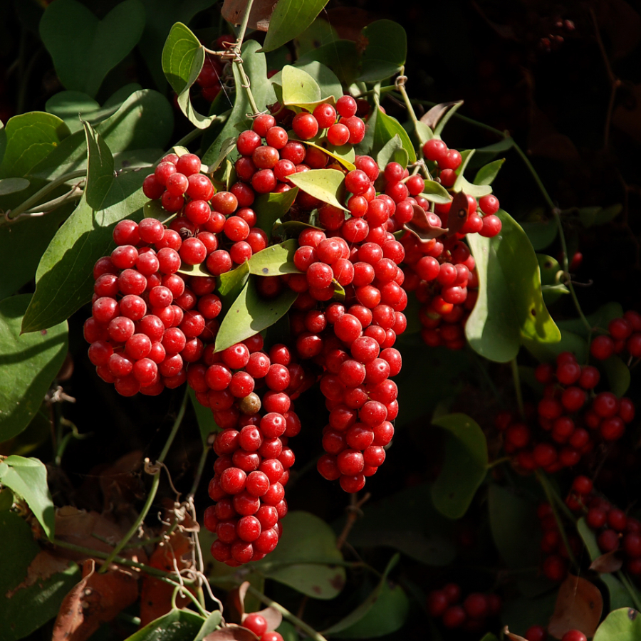 Смилакс, или Сассапариль (лат. Smilax), семена 