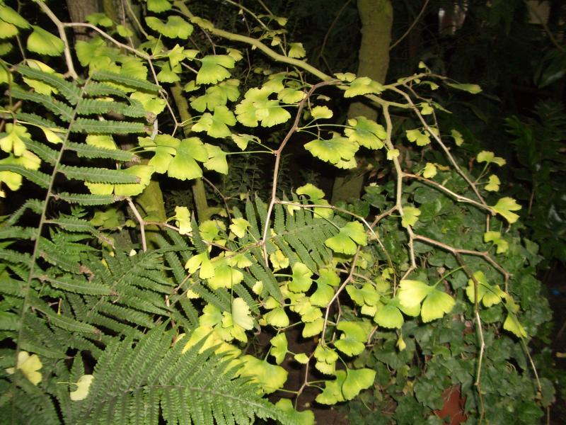 Десять причин посадить гинкго билоба