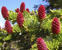 Ель аянская, или Ель иезская (лат. Picea jezoensis), семена