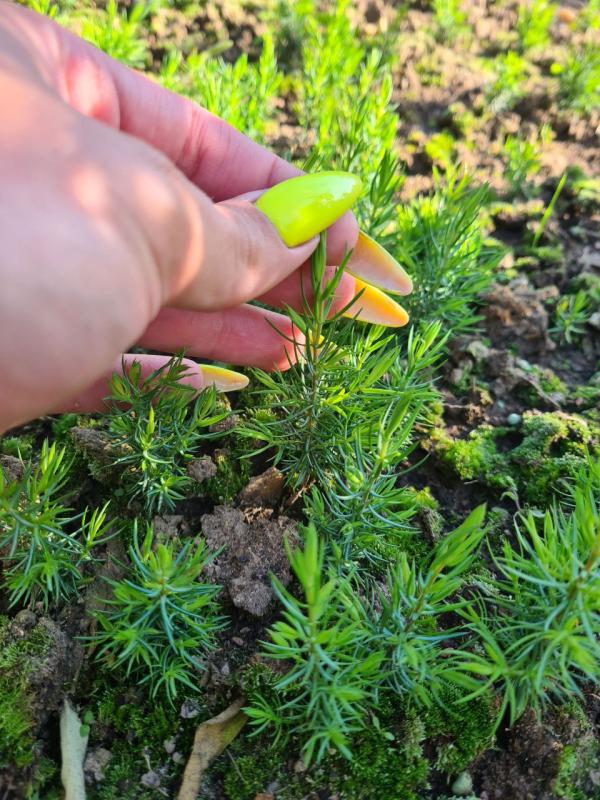 Можжевельник обыкновенный из семян