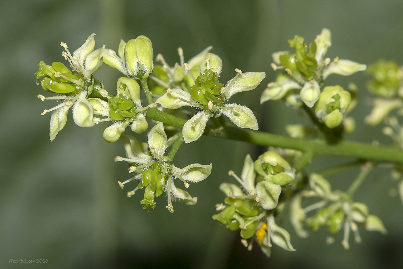Айлант высочайший  (лат. Ailanthus altissima), семена