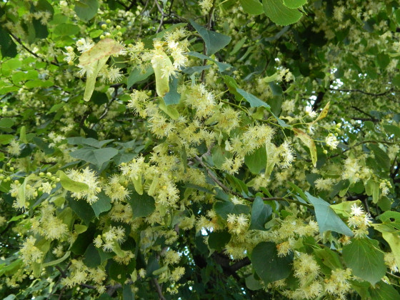 Липа маньчжурская (лат. Tilia mandshurica), семена