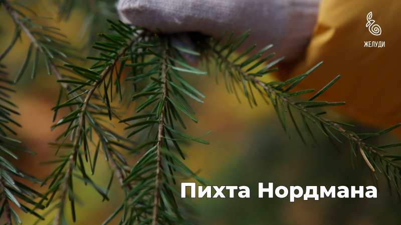 Пихта Нордмана в природе