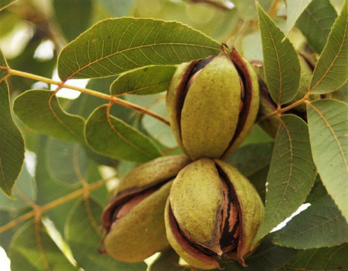 Кария пекан, или Пекан обыкновенный (лат. Carya illinoinensis) 10 шт, семена