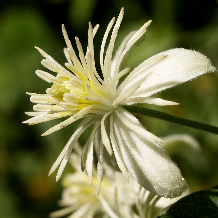 Клематис виноградолистный, или Ломонос виноградолистный (лат. Clematis vitalba), семена