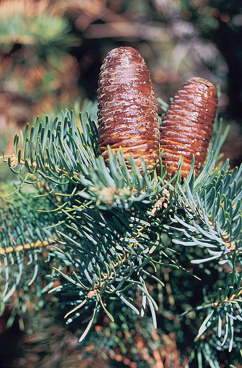 Пихта одноцветная (лат. Abies concolor), семена