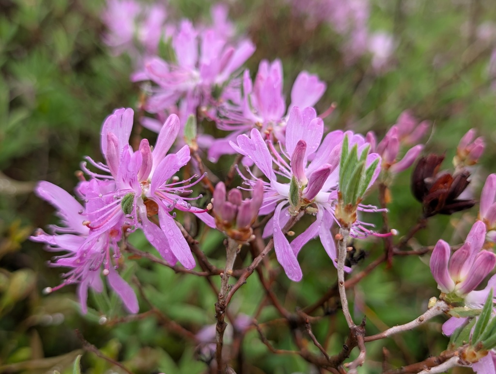 Рододендрон канадский фиолетовый (лат. Rhododendron canadense) 0,02 грамма, семена