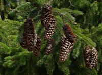 Ель сибирская (лат. Picea obovata), семена
