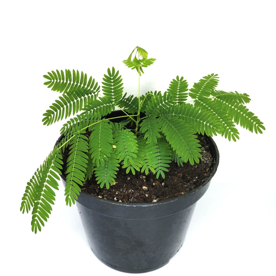 Ленкоранская акация розовая, или Альбиция ленкоранская (лат. Albizia julibrissin), саженец, 1 шт